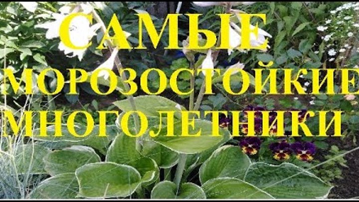 Самые морозостойкие многолетники в моём саду.