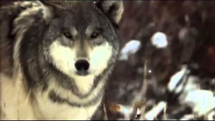 Одинокая волчица белый песня. Одинокая волчица караоке. Песня снежные волки.