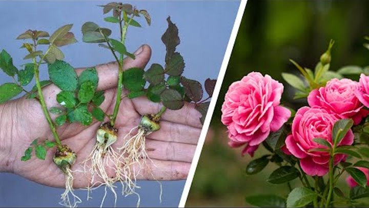 The method of growing roses from buds the whole world does not know  ...