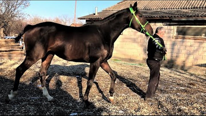 Продажа Ч/к жеребец 2019 г.р., от Палм Кэта линия Northern Dancer ЦЕ ...