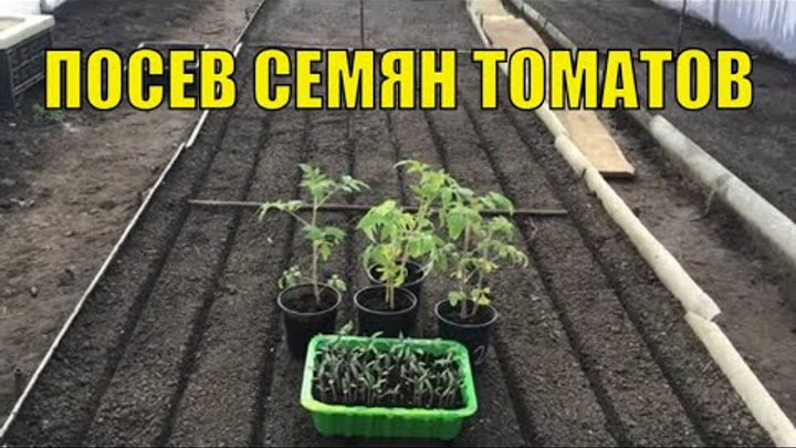 Посев семян томатов на рассаду. Мой метод.