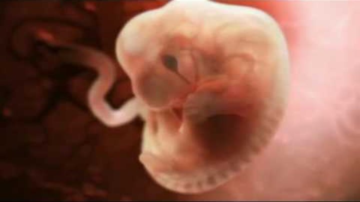 Как происходит зачатие ребенка. Фантастическое видео!