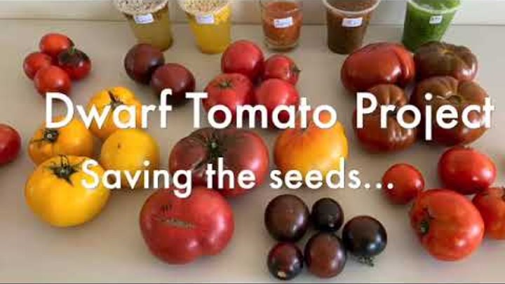 Dwarf Tomato Project - Saving the seeds