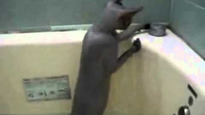 Видео кота в ванной. Котик купается в ванной гифки. Кошка купается с матом. Рыжая кошечка купается в ванной. Черный кот моется в ванне.