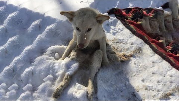 Слезы собаки, которая несколько дней лежала в холодном снегу...