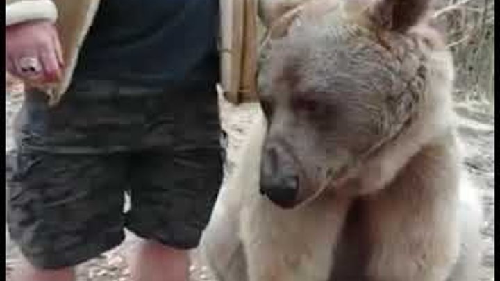 Мужчина медведь видео. Медведь приручили человек. В Карачаево Черкесии медведи живут.