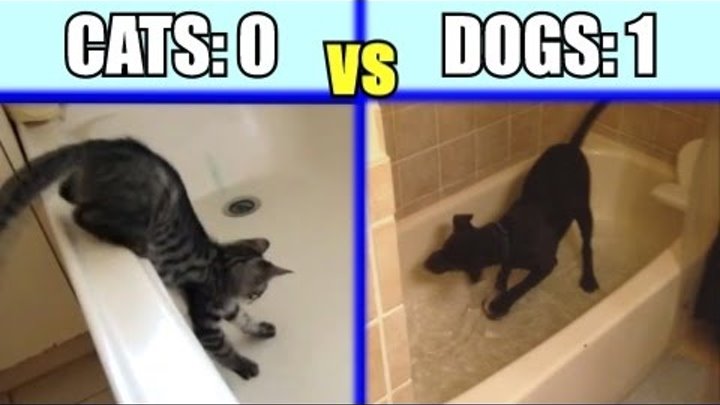 Cats vs. Dogs: Which animal is the funniest - Funny Comparison / Com ...