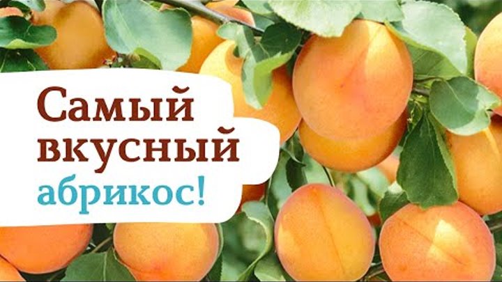 Возможно самый вкусный и самый десертный абрикос ! Абрикос Мелитопол ...