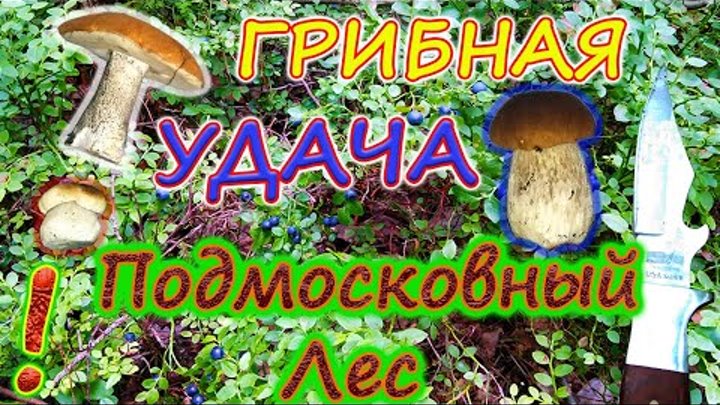 Мы были Потрясены! Грибы повсюду! Нетронутые грядки белых грибов ман ...