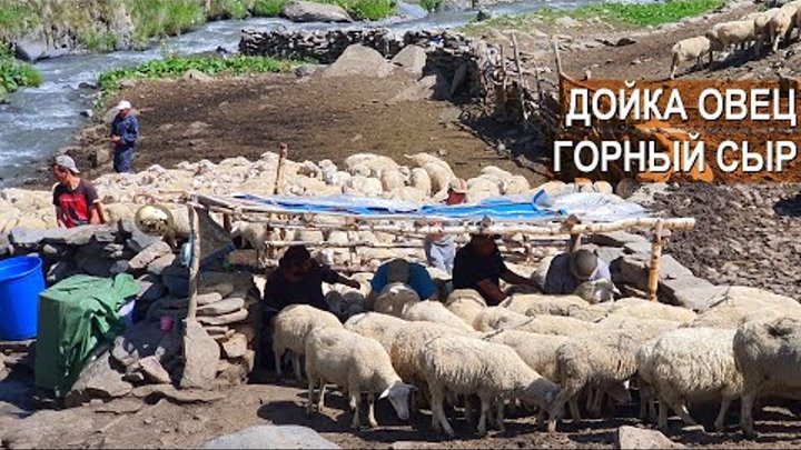 Дойка овец. Горный сыр. Агрофирма Чох. Республика Дагестан