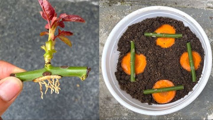 You will be surprised by how to propagate roses with carrots