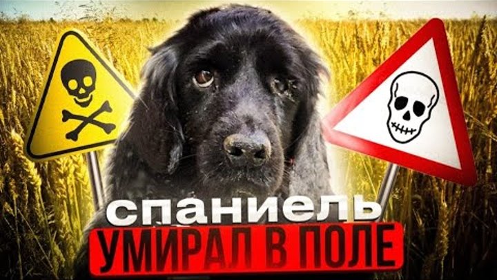 Спаниеля  отпинали,  сломали  рёбра  и оставили в голом поле умирать ...