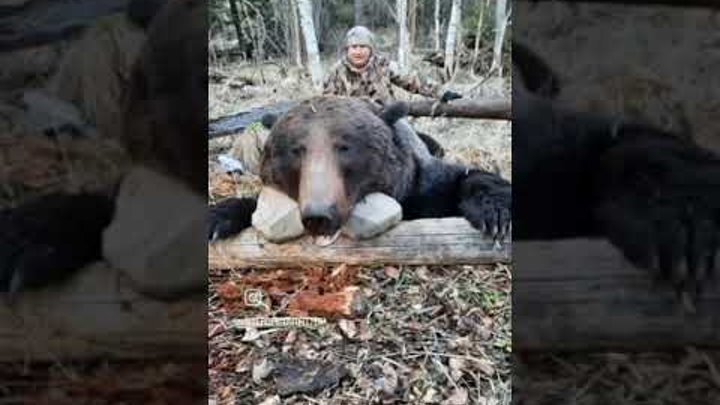 Amur Brown bear hunt!