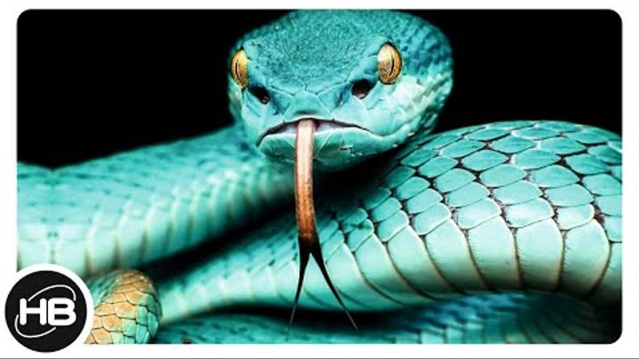 Как пьют змеи? Тайны царства животных