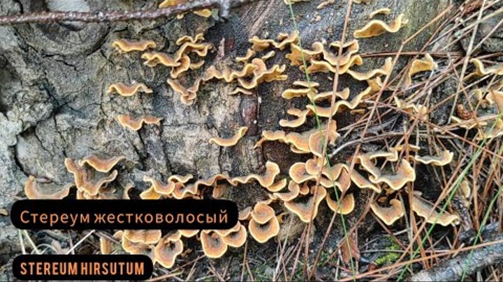 Стереум жестковолосый(Stereum hirsutum), несъедобный гриб