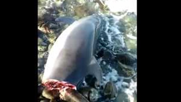 Тело дельфина выкинуло в Новороссийске, убрать его некому (+18)