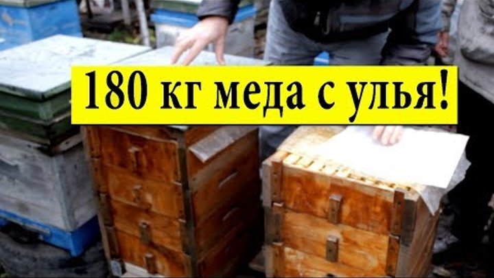 180 кг меда с улья ✅ На пасеке Ивана Мовчана Миргород 🐝