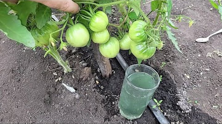 СРОЧНО дайте это В ИЮЛЕ Томатам, Огурцам, Перцу и они сразу обильно  ...