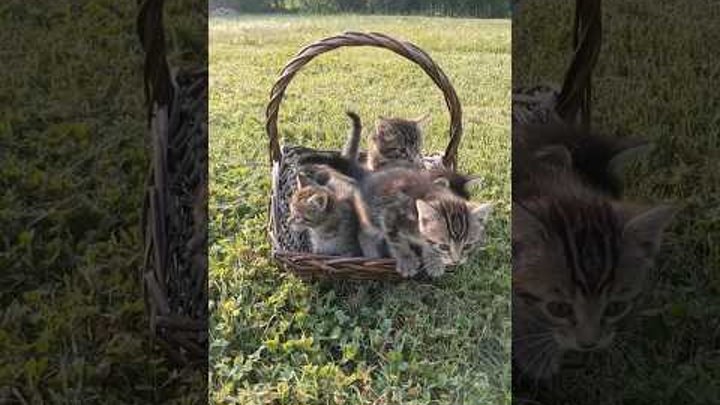 A Happy Basket of Adorable Kittens 🥰 #happy #kittens