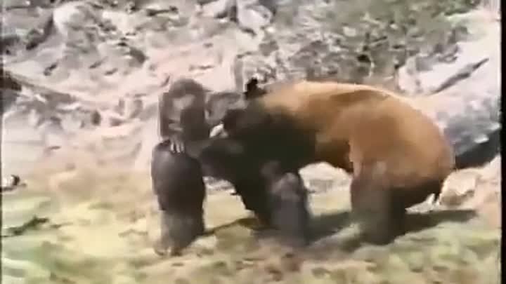 Кто сильнее медведь или горилла. Горилла и медведь. Бурый медведь против гориллы. Горилла vs медведь. Снежный человек против медведя.