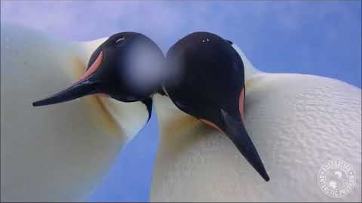 Penguin selfie offers bird’s eye view