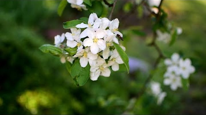 Пчела опыляет цветы.