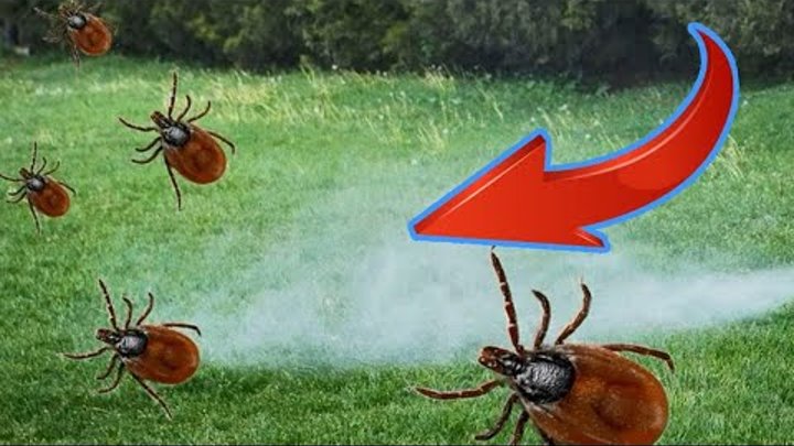 Ticks are jumping away from me! Grandpa showed me an old method for  ...