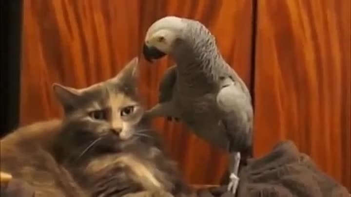 Попугай допрашивает кота