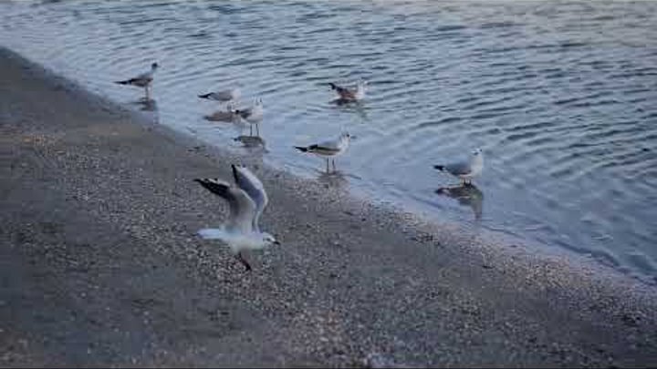 Стая чаек стоит в воде.