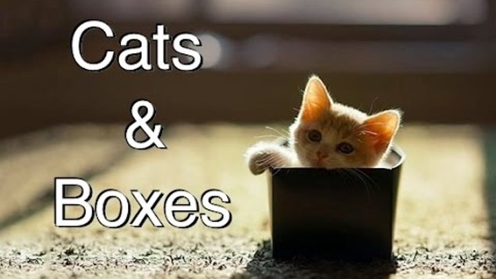 Funny Videos 2014 - compilation of Cats and Boxes