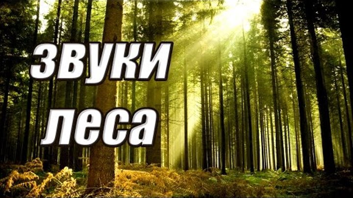 Звук природы игра. Лес звуки леса. Шум леса. Шум в лесу. Звук в лесу.