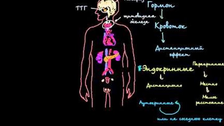 ЭТО ПОЛЕЗНОЕ ЗНАТЬ! Введение в эндокринную систему