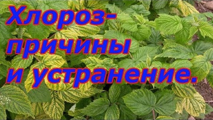 Хлороз.Почему желтеют листья и как это исправить.