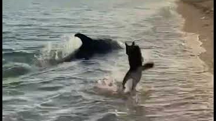 В Крыму дельфин подружился с собакой