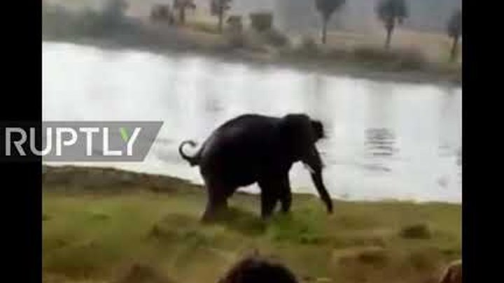 India: Shocking scene as elephant tramples man to death *GRAPHIC*