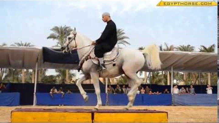 Танцы арабских лошадей