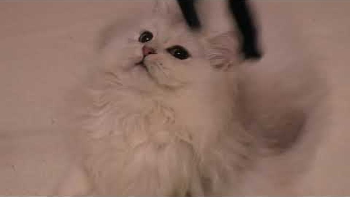 Серебряный шотландский котик Хоши, очень ласковый малыш.
