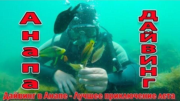 Дайвинг в Анапе. Подводная жизнь в Черном Море 89996057341
