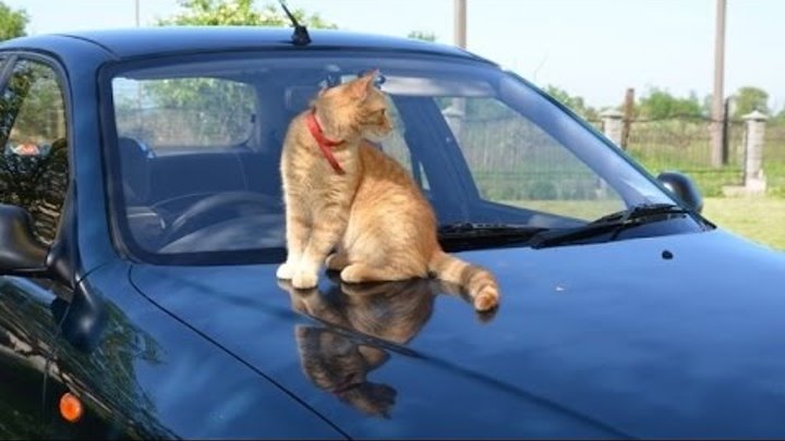 Кошка на капоте. Кот на капоте. Коты на капоте. Кот на капоте машины. Рыжий кот на капоте.