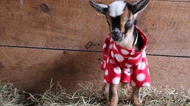 The Greatest Goat Kid PJ Party Ever!