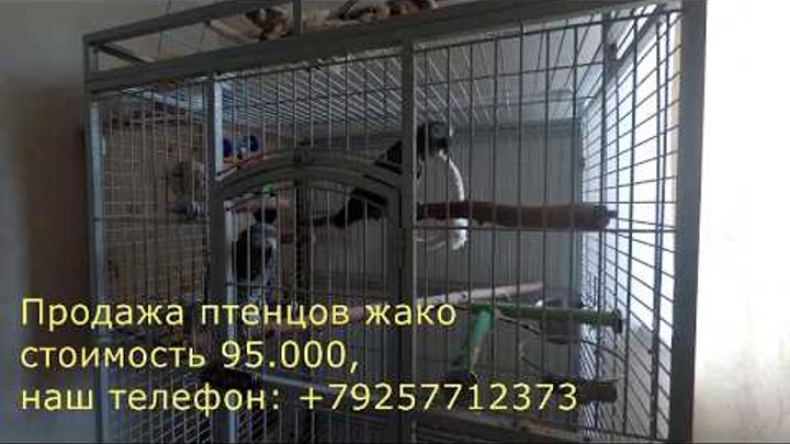 Попугай Григорий - 7 сезон, 6 серия