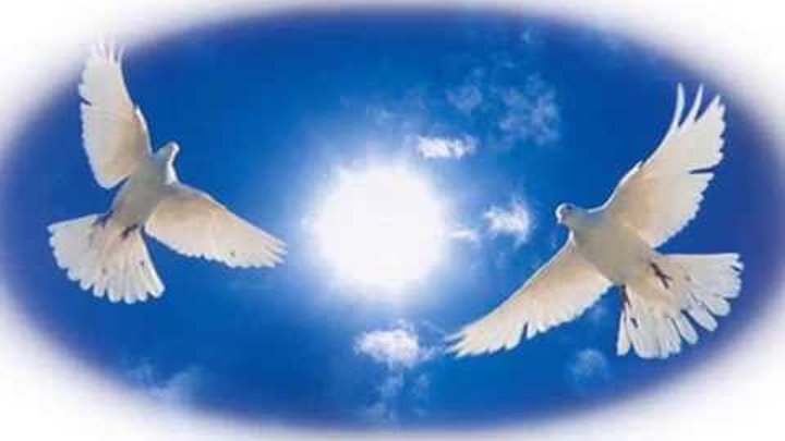 Птицы белые летели и кричали текст. Голуби в небе. Белые голуби в небе.