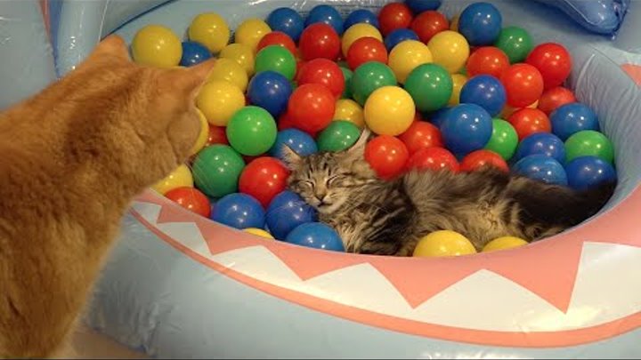 10 кошек играют в бассейне с цветными шариками