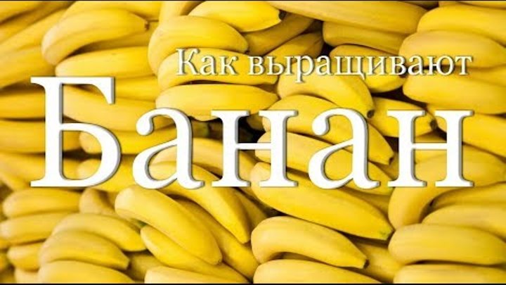 Как выращивают и собирают бананы