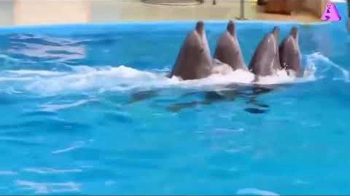Песня танец дельфинов. Дельфины танцуют ламбаду. Танец дельфина. Дельфин танцует. Дельфины в Одессе.