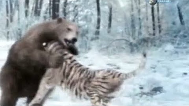 Видео медведи против. Звериные баталии медведь против тигра. Медведь Гризли против тигра. Медведь Гризли против Льва. Бурый медведь против Льва.