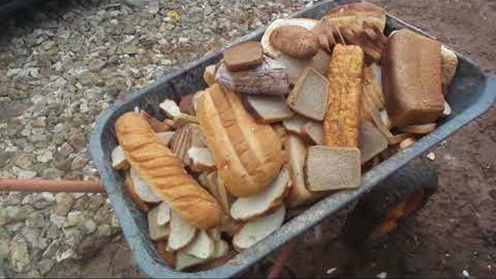 Кидать хлеб. Выброшенный хлеб. Хлеб в мусорке. Хлеб на помойке. Утилизация хлебобулочных изделий.