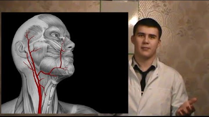 Анатомия твц. Губарев канал анатомия. Видео 3д изображения Сонная артерия.