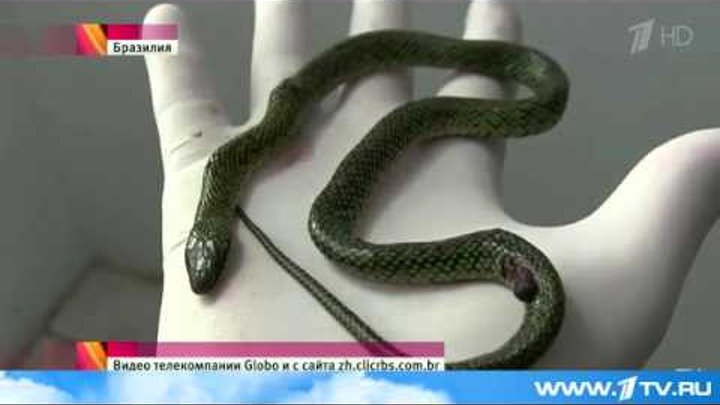 В Бразилии ядовитая змея скончалась от укуса маленького мальчика