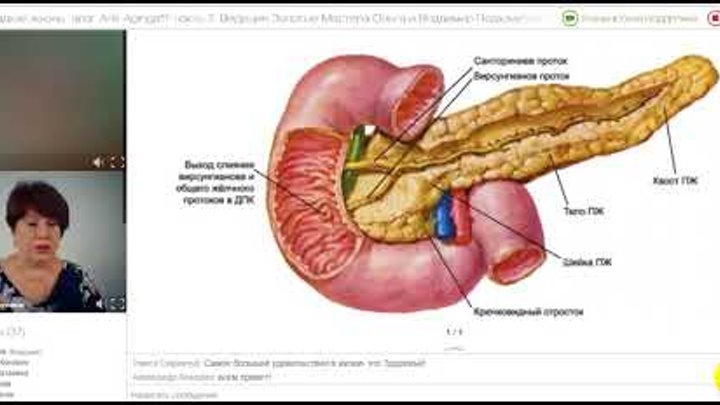 Вирсунгов проток это. Вирсунгов проток анатомия. Санториниев проток поджелудочной железы. Анатомия протока поджелудочной железы. Анатомия протоков поджелудочной железы.
